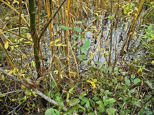standing water marsh, Grovers Creek headwaters area, near Kingston, Washington