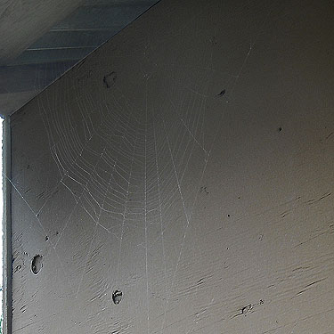 orb web on shed in field, Grovers Creek headwaters area, near Kingston, Washington
