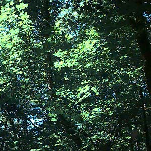 bigleaf maple Acer macrophyllum forest canopy, Big Gulch, Mukilteo, Washington