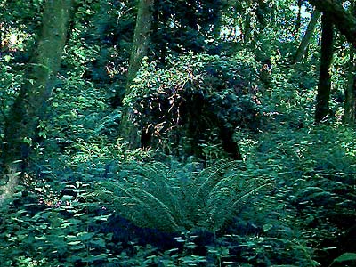 forest understory with large old stump, Big Gulch, Mukilteo, Washington