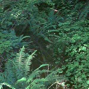 forest understory vegetation, Big Gulch, Mukilteo, Washington