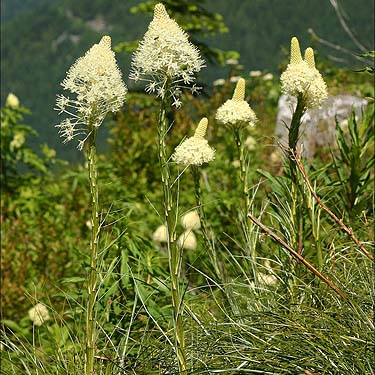 beargrass Xerophyllum tenax, ridge above Hansen Creek, east King County, Washington