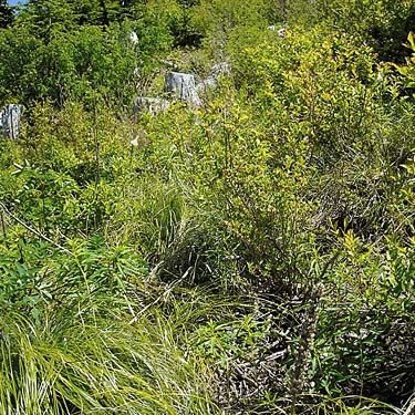 vegetation in subalpine clearcut, ridge above Hansen Creek, east King County, Washington
