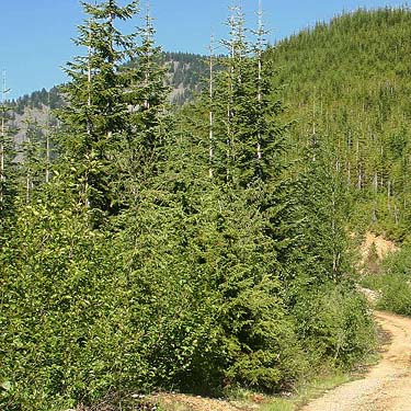 Roadside alder thickets, ridge above Hansen Creek, east King County, Washington
