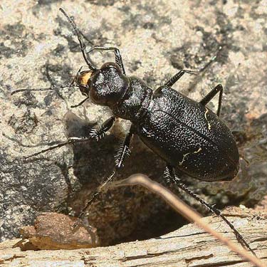 tiger beetle Cicindelidae Cicindela longilabris, ridge above Hansen Creek, east King County, Washington