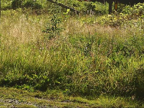 grassy field in powerline clearing near Hansen Creek, east King County, Washington