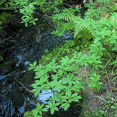small tributary stream, ridge above Hansen Creek, east King County, Washington