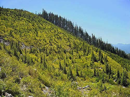 distant forest across subalpine clearcut, ridge above Hansen Creek, east King County, Washington