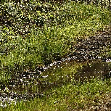 small wetland in powerline clearing near Hansen Creek, east King County, Washington