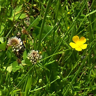 buttercup Ranunculus and clover in grassy field south of Harper County Park, Kitsap County, Washington