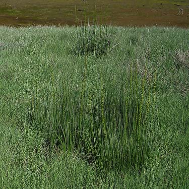 Distichlis spicata in tidal marsh, Harper County Park, Kitsap County, Washington