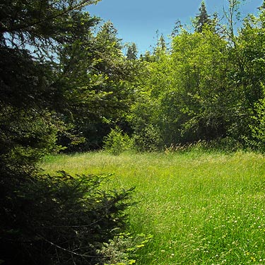 grassy field south of Harper County Park, Kitsap County, Washington