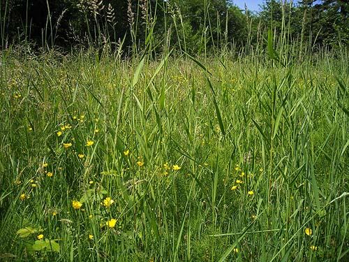 grassy field south of Harper County Park, Kitsap County, Washington