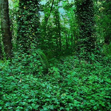 English ivy Hedera helix invading woods at Harper County Park, Kitsap County, Washington
