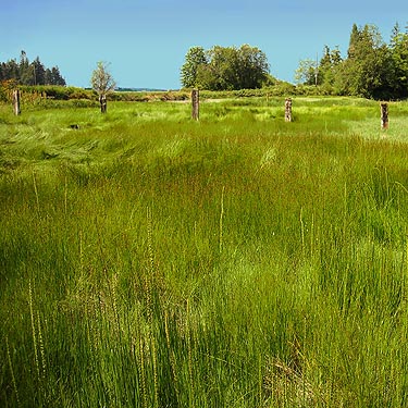 Tidal marsh, Harper County Park, Kitsap County, Washington
