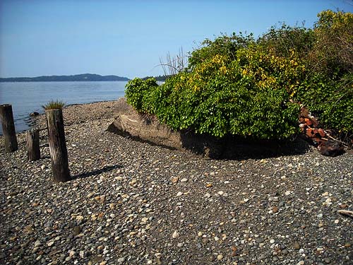 shrubs overhanging seawall at Colby Bay, Harper County Park, Kitsap County, Washington