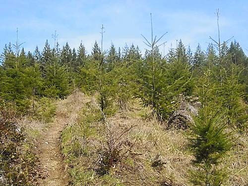 planted clearcut with some grass, Pilchick Tree Farm, Snohomish County, Washington