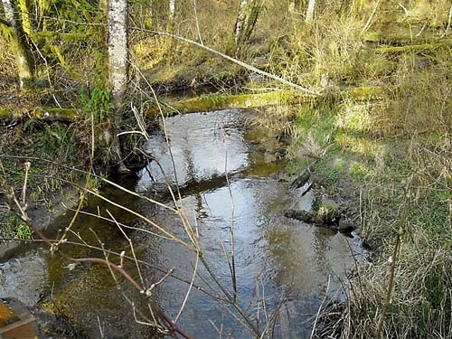 Harvey Creek from lower bridge, Pilchuck Tree Farm, Snohomish County, Washington