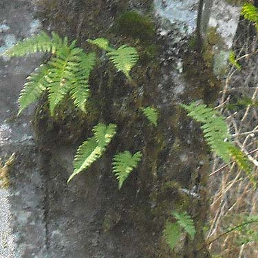 Polypodium glycyrrhiza, licorice-fern on tree, Pilchuck Tree Farm, Snohomish County, Washington
