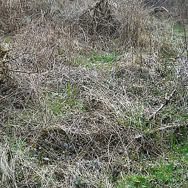 winter grass in small meadow, Pilchick Tree Farm, Snohomish County, Washington