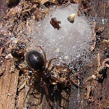 linyphiid spider Halorates ksenius with egg sac under wood, Pilchuck Tree Farm, Snohomish County, Washington