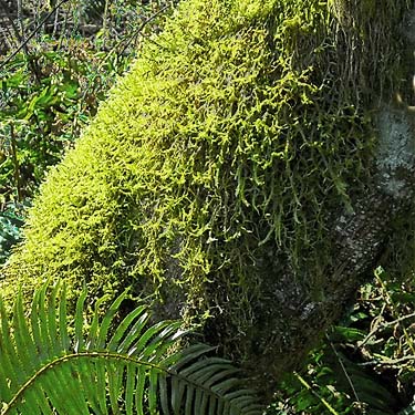 moss on alder trunk, Pilchuck Tree Farm, Snohomish County, Washington