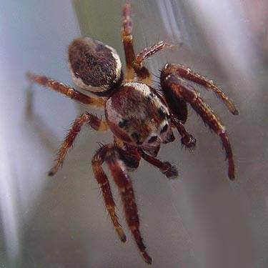 jumping spider Phanias albeolus, Pilchick Tree Farm, Snohomish County, Washington