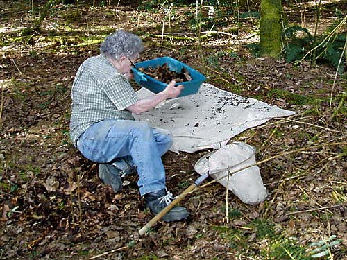 Rod Crawford sifting leaf litter, Pilchuck Tree Farm, Snohomish County, Washington