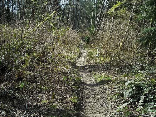 typical horse trail, Pilchick Tree Farm, Snohomish County, Washington