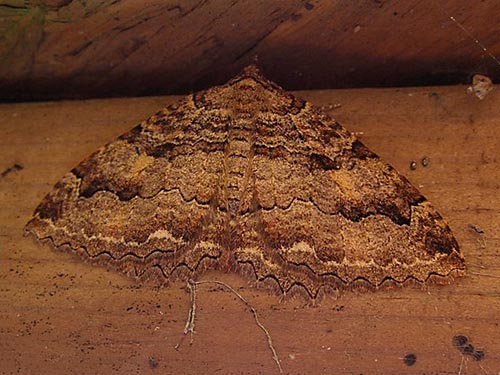 brown tissue moth Triphosa haesitata on bridge, Pilchuck Tree Farm, Snohomish County, Washington