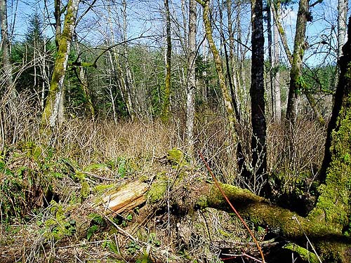 understory of leafless deciduous grove, Pilchuck Tree Farm, Snohomish County, Washington