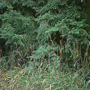 foliage of Douglas-fir Pseudotsuga menziesii near Hatt Slough, Snohomish County, Washington