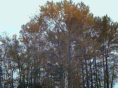 cottonwood Populus trichocarpa and alder Alnus rubra in riparian woods, Hatt Slough, Snohomish County, Washington