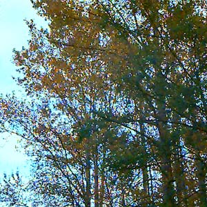 cottonwood Populus trichocarpa and alder Alnus rubra in riparian woods, Hatt Slough, Snohomish County, Washington