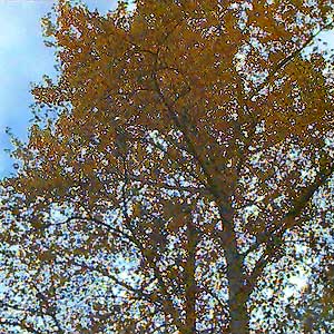 fall color in cottonwood Populus trichocarpa, Hatt Slough, Snohomish County, Washington