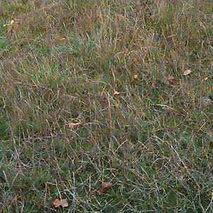 riparian meadow grass near Hatt Slough, Snohomish County, Washington