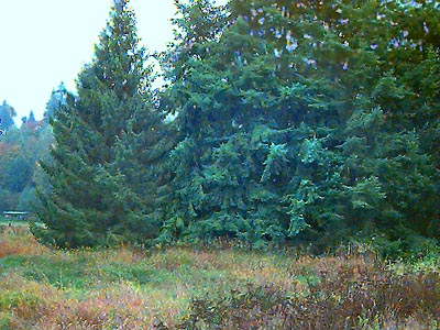 grove of Douglas-fir Pseudotsuga menziesii in meadow, Hatt Slough, Snohomish County, Washington