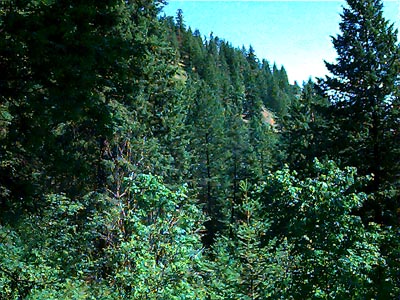 pine forest on slopes viewed from bottom of  Hay Canyon, Chelan County, Washington