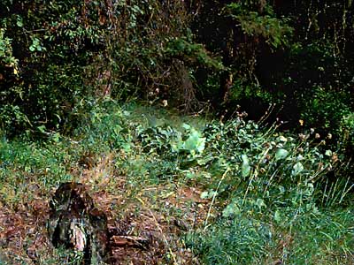 ecotone riparian/pine forest,  Hay Canyon, Chelan County, Washington