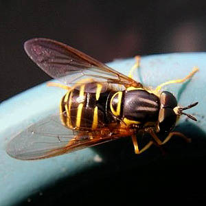 hover fly Syrphidae,  Hay Canyon, Chelan County, Washington