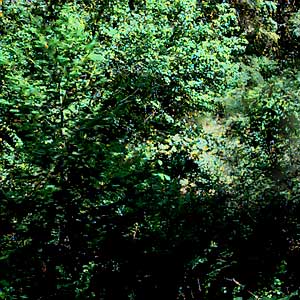dense riparian foliage in  Hay Canyon, Chelan County, Washington