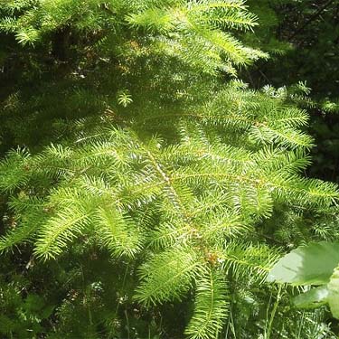 Douglas-fir foliage Pseudotsuga menziesii, clearcut on south slope of Haywire Ridge, near Sultan, Snohomish County, Washington