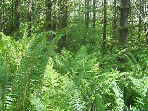 sword fern Polystichum munitum understory, south slope of Haywire Ridge, near Sultan, Snohomish County, Washington
