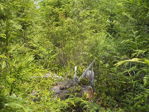dense tangle of foliage in clearcut on south slope of Haywire Ridge, near Sultan, Snohomish County, Washington