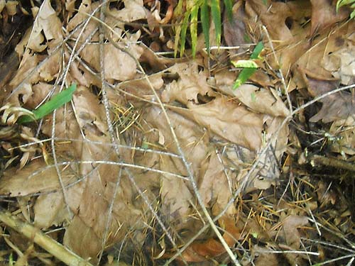 maple leaf litter, south slope of Haywire Ridge, near Sultan, Snohomish County, Washington