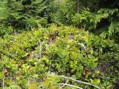salal Gaultheria shallon growing in clearcut on south slope of Haywire Ridge, near Sultan, Snohomish County, Washington