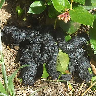 probable black bear scat, clearcut on south slope of Haywire Ridge, near Sultan, Snohomish County, Washington