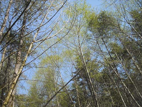 seral forest canopy, Haywire Ridge, Snohomish County, Washington