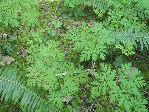 Dicentra-dominated forest understory, Haywire Ridge, Snohomish County, Washington
