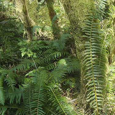 ferns Polystichum munitum in forest understory, Haywire Ridge, Snohomish County, Washington